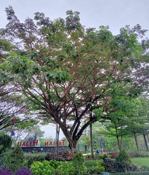 Trembesi Albizia Saman Dinas Lingkungan Hidup Kabupaten Grobogan