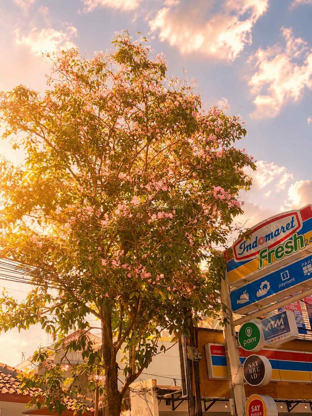 Pohon Tabebuya, "Buya"-nya Shibuya: Ketika Grobogan Punya Musim Bunganya Sendiri
